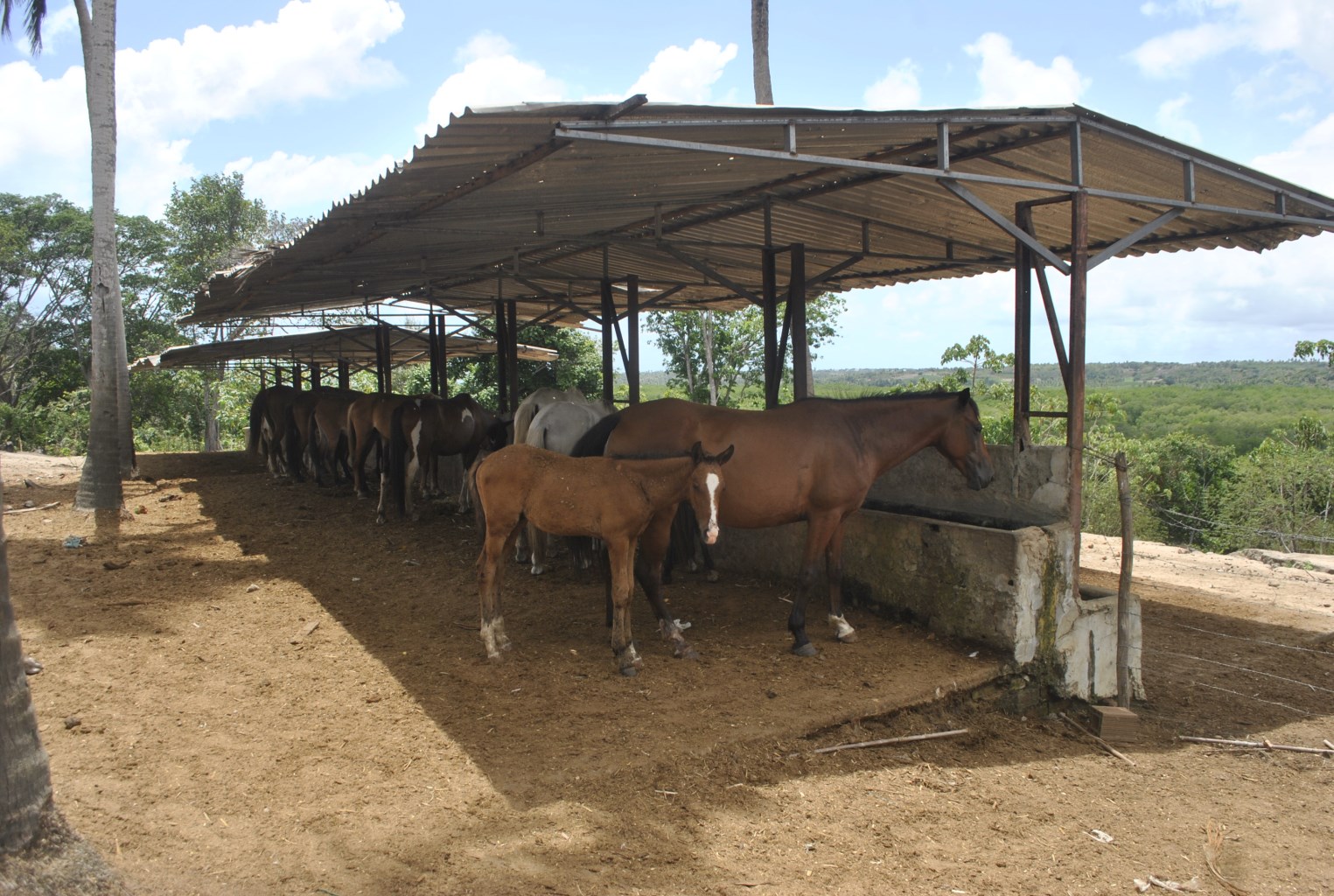 Até que enfim: Prefeitura de João Pinheiro vai apreender animais de grande  porte soltos nas ruas