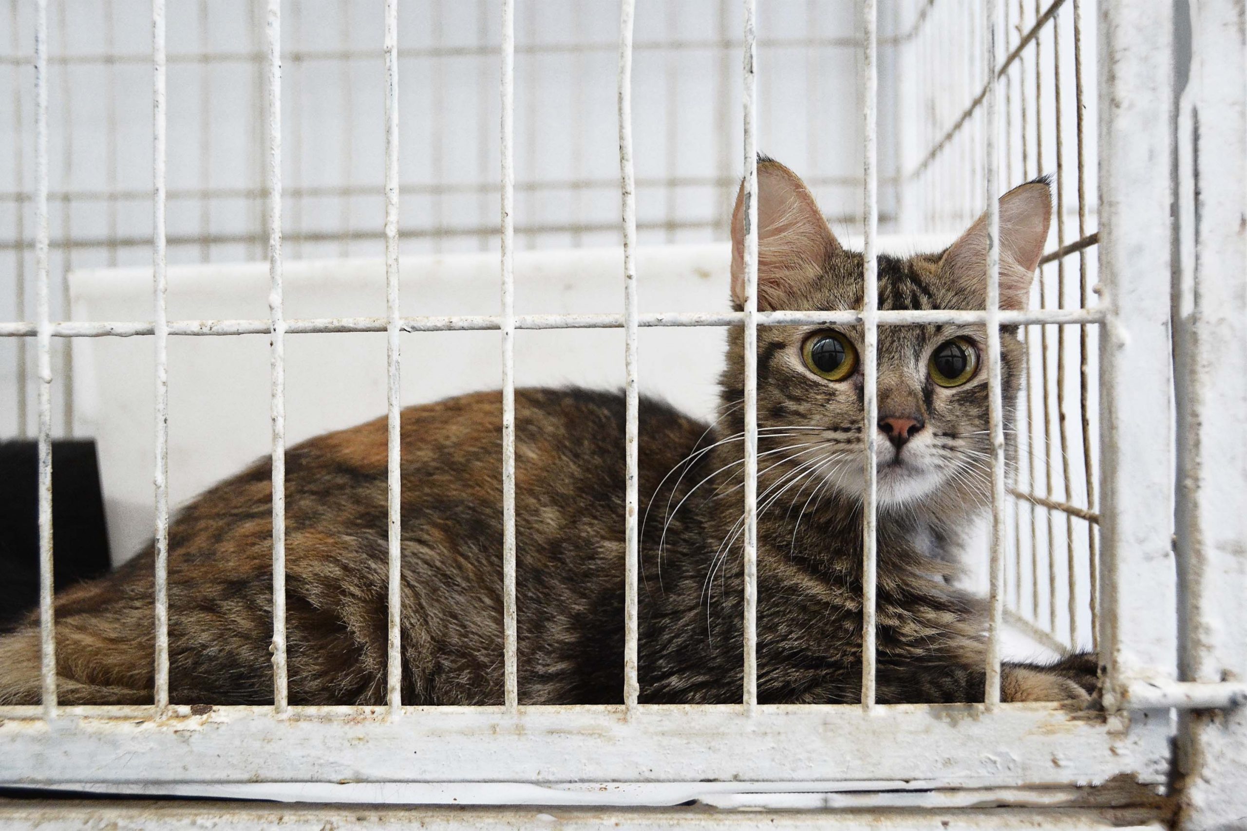 Stray está ajudando a salvar a vida de vários gatinhos