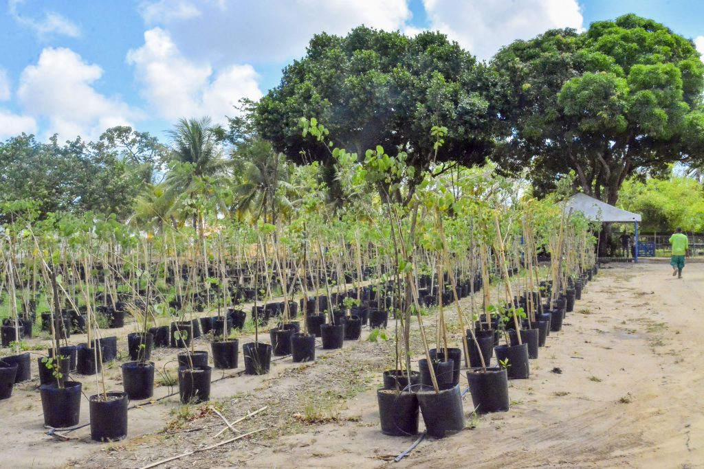 Prefeitura entrega mudas de árvores nativas para quem deseja plantar