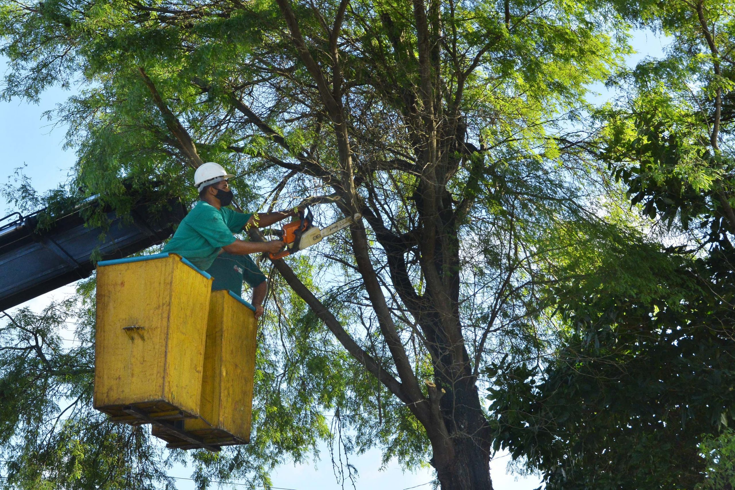 Sedurb Realiza Serviço De Poda De árvores No Trajeto Da Romaria Da Penha 5110