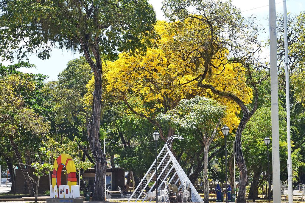 Temporada de floração dos ipês deixa avenidas e praças de João Pessoa mais coloridas