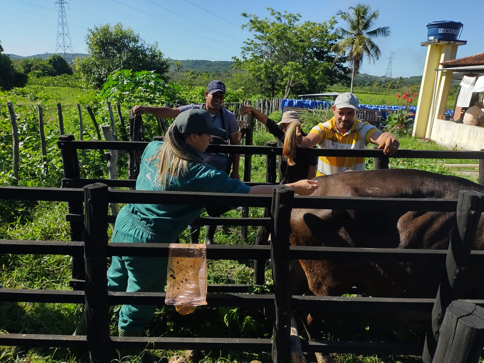 Prefeitura de João Pessoa e Conafer iniciam nova fase de inseminação artificial de rebanho bovino