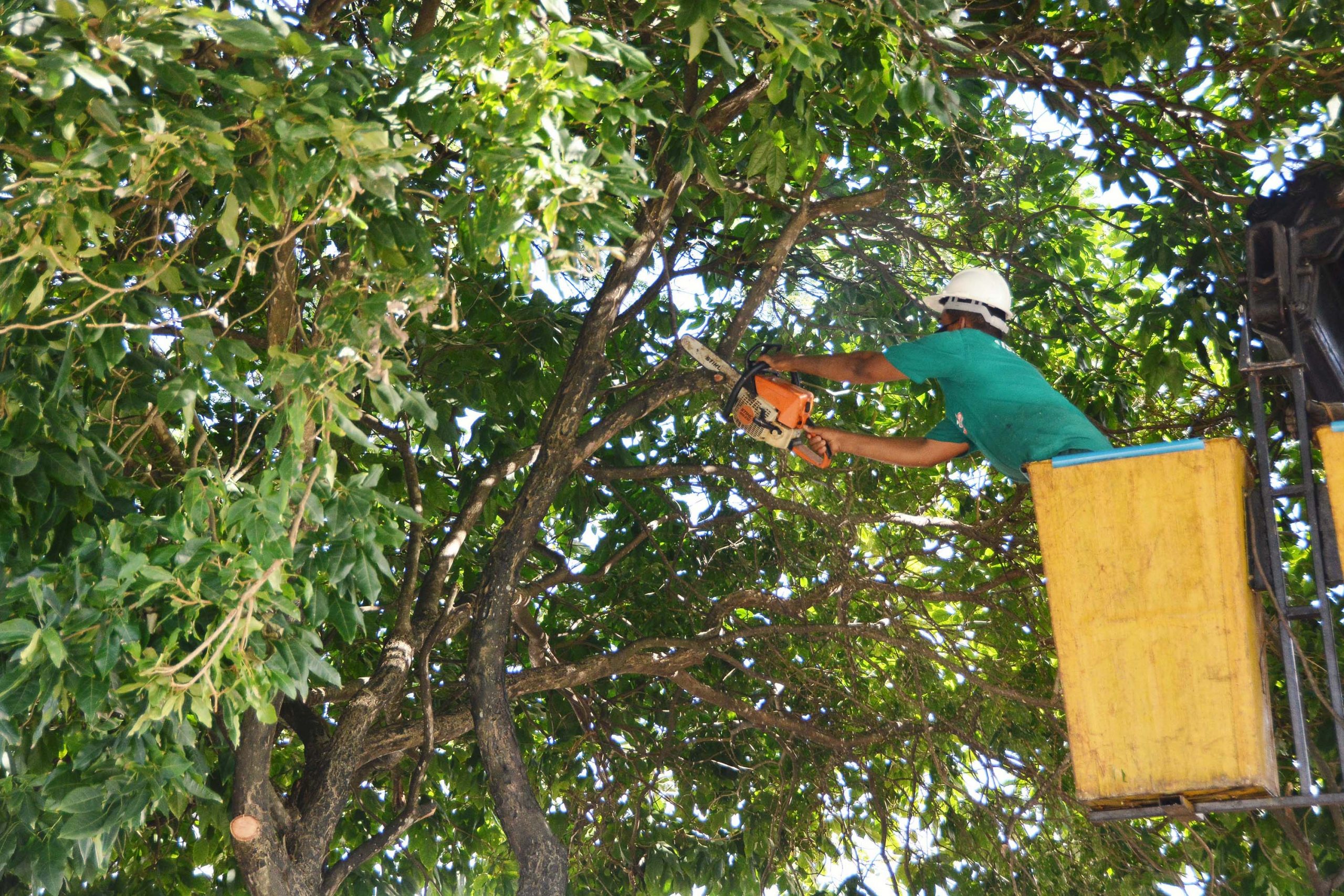 Prefeitura oferece atendimento para poda e corte de árvores em espaços públicos da Capital
